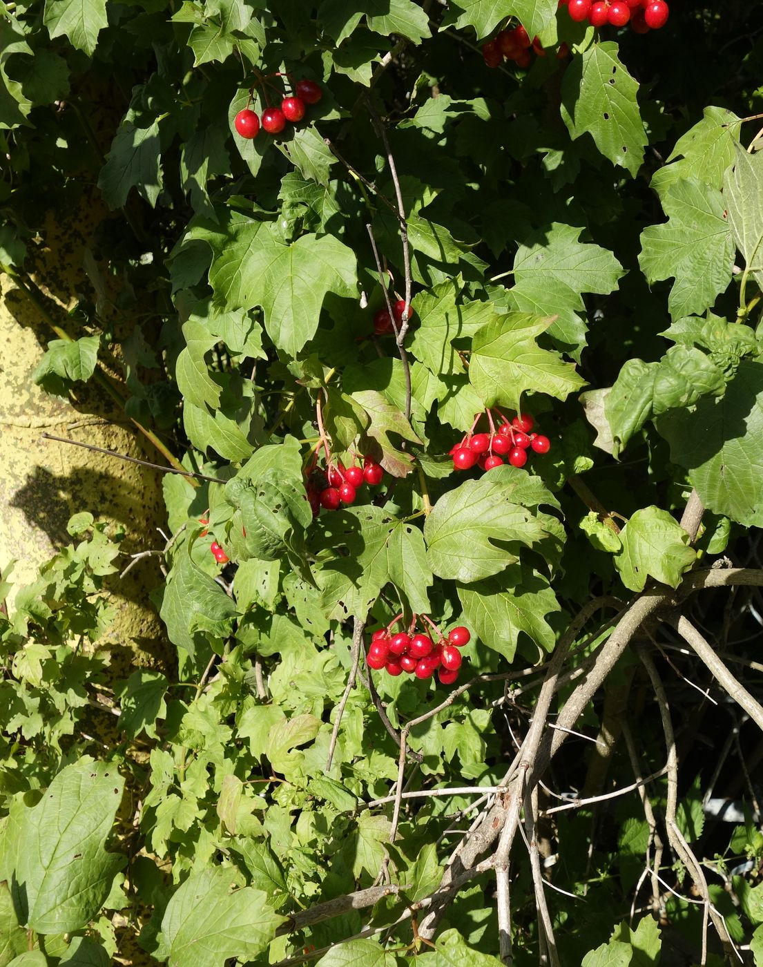 Image of Viburnum opulus specimen.