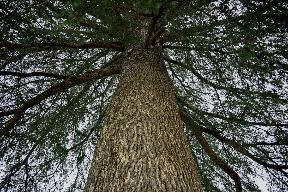 Image of Cedrus deodara specimen.