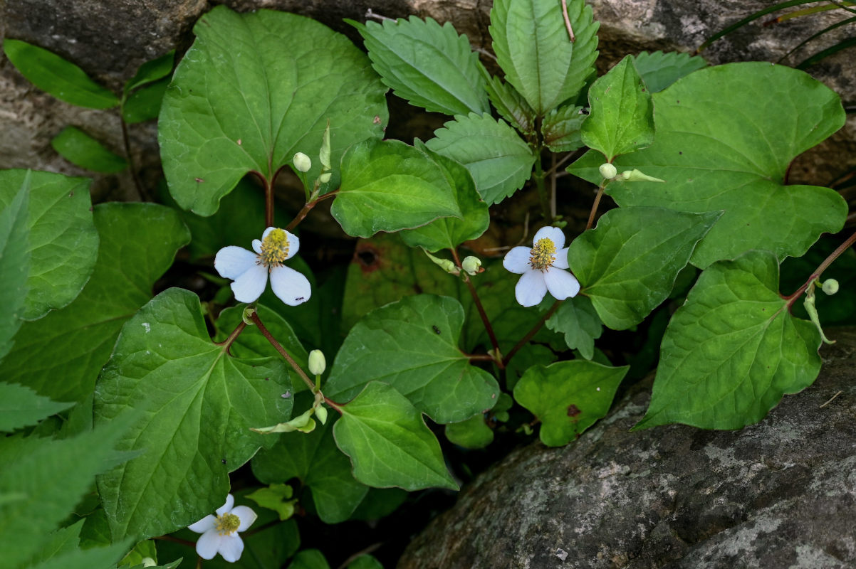 Image of Houttuynia cordata specimen.