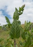 Salvia tesquicola. Верхушка побега с бутонизирующим соцветием. Краснодарский край, Темрюкский р-н, гора Дубовый Рынок, остепнённый луг. 20.05.2017.