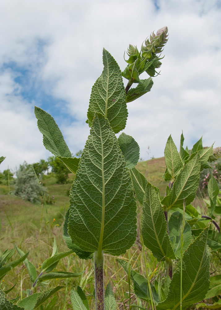 Изображение особи Salvia tesquicola.