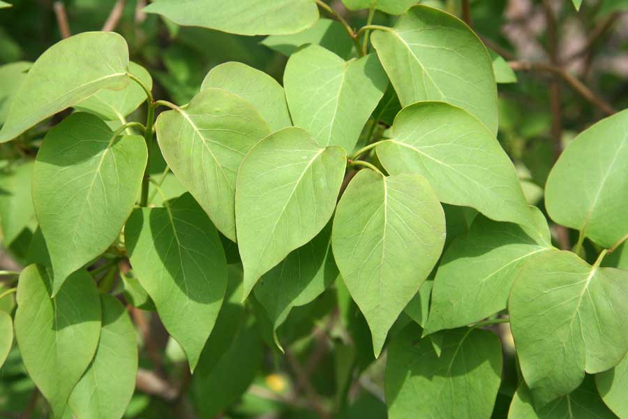 Image of Syringa vulgaris specimen.