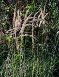 Calamagrostis epigeios. Плодоносящие растения. Московская обл., Дмитровский гор. округ, долина р. Волгуша, опушка березняка. 31.08.2024.