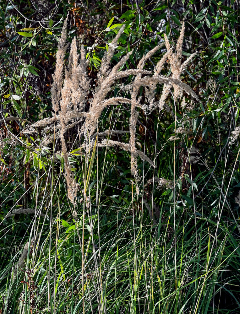 Изображение особи Calamagrostis epigeios.