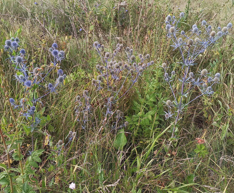 Image of Eryngium planum specimen.