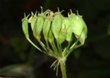 Heracleum sibiricum