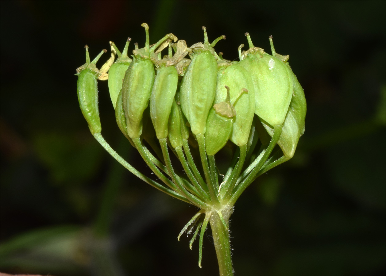 Изображение особи Heracleum sibiricum.