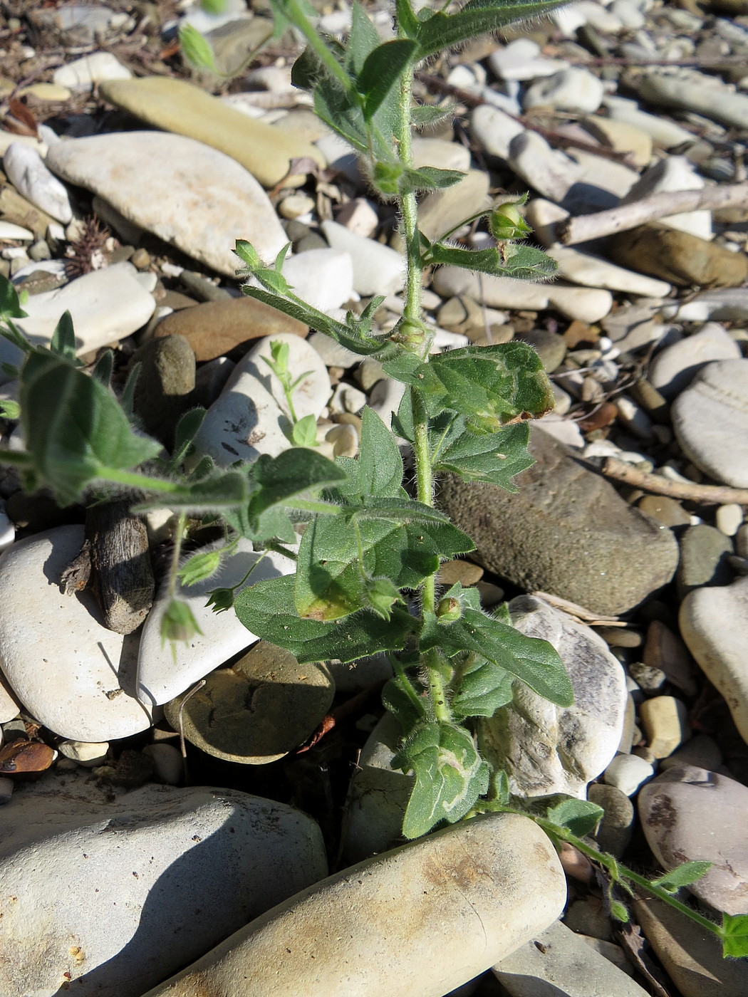 Image of Kickxia caucasica specimen.