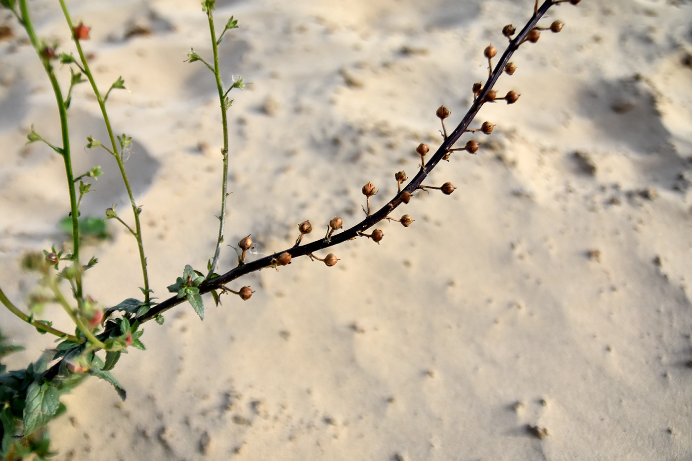 Image of Verbascum blattaria specimen.