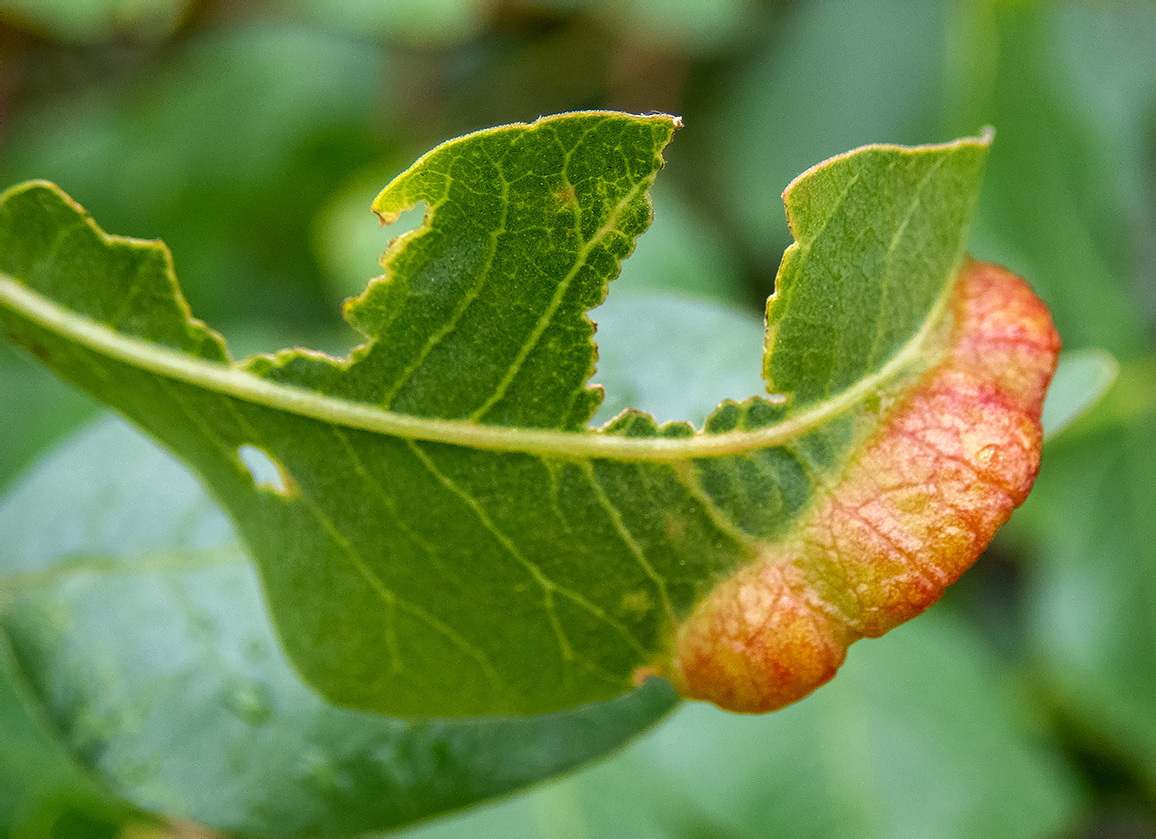 Image of Pistacia mutica specimen.