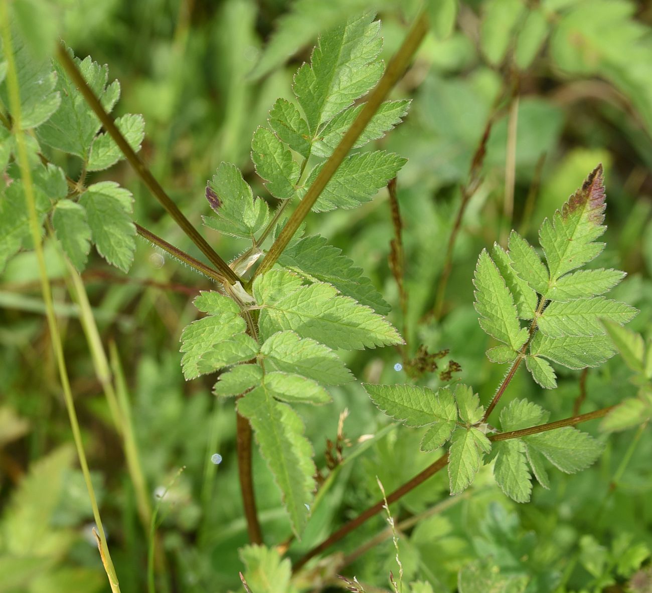 Image of genus Chaerophyllum specimen.