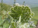 Heracleum leskovii. Верхушка побега с соцветием (вид со стороны обёртки). Карачаево-Черкесия, Зеленчукский р-н, гора Джисса, ≈ 1600 м н.у.м., на кромке скального обрыва. 14.06.2024.