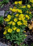 Oenothera pilosella