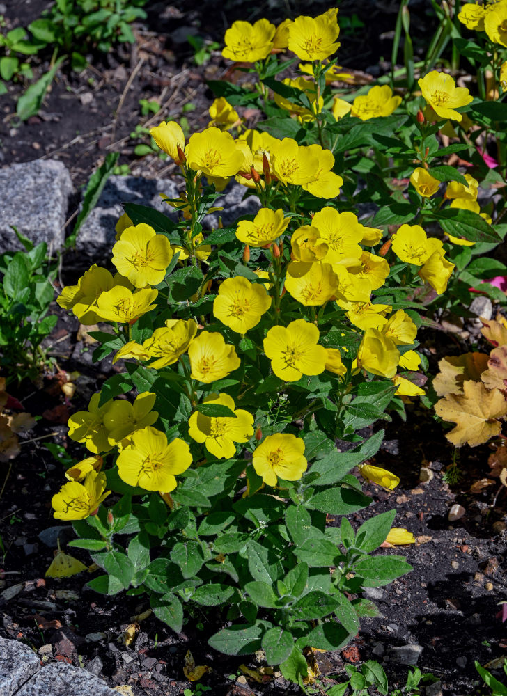 Изображение особи Oenothera pilosella.