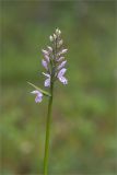 Dactylorhiza psychrophila. Верхушка побега с соцветием. Карелия, восточный берег оз. Топозеро, сфагновое болото в окружении соснового леса. 02.07.2024.