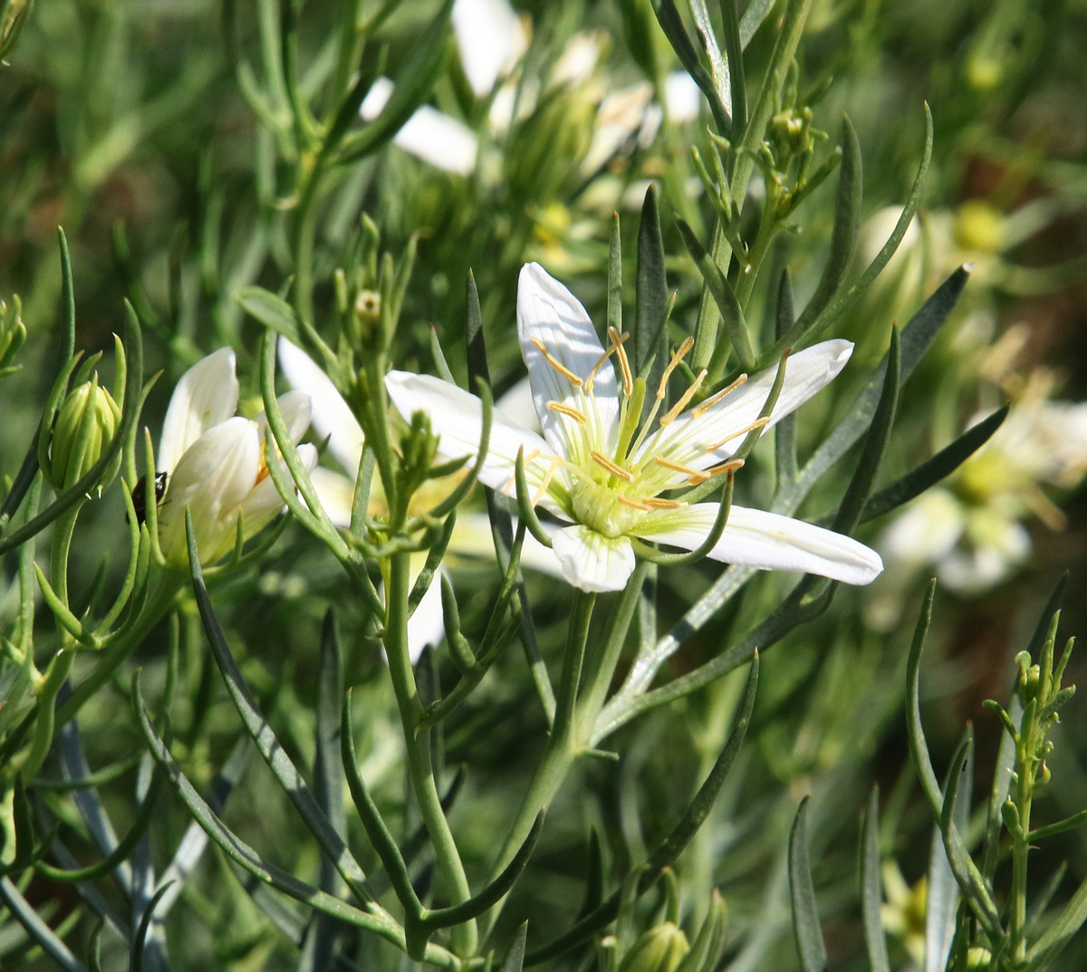 Image of Peganum harmala specimen.