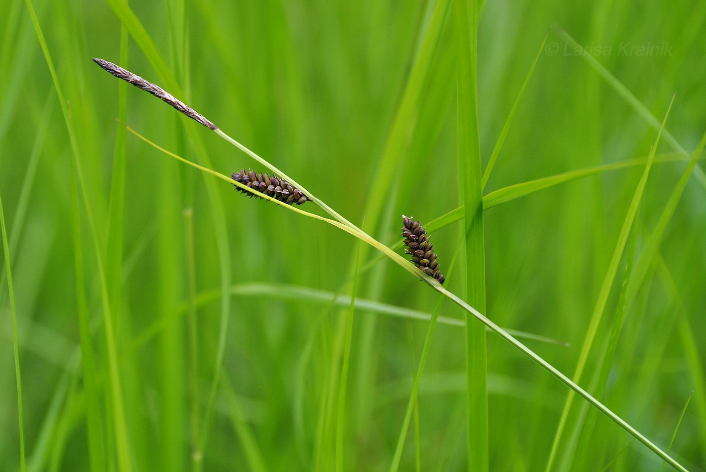 Image of Carex schmidtii specimen.