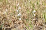 View full-size image Delphinium camptocarpum
