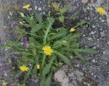View full-size image genus Lagoseris