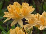 genus Rhododendron. Соцветия. Киев, ботанический сад им. акад. А.В.Фомина (Киевского университета). 18 мая 2011 г.