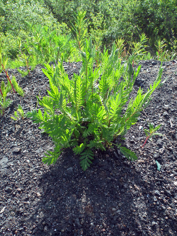 Image of Tanacetum vulgare specimen.