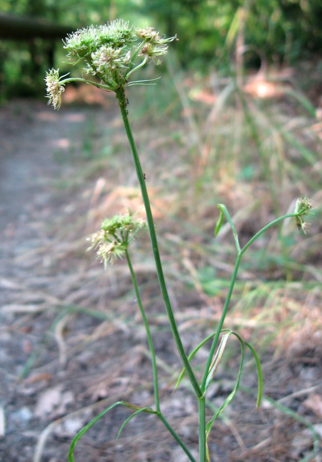 Image of Oenanthe pimpinelloides specimen.