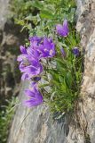 Campanula saxifraga. Цветущие растения на скальном обрыве. Республика Карачаево-Черкесия, Домбай, верховья долины р. Аманауз, 2200 м н.у.м. 06.07.2011.