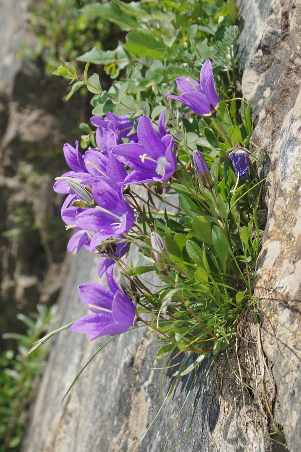 Изображение особи Campanula saxifraga.