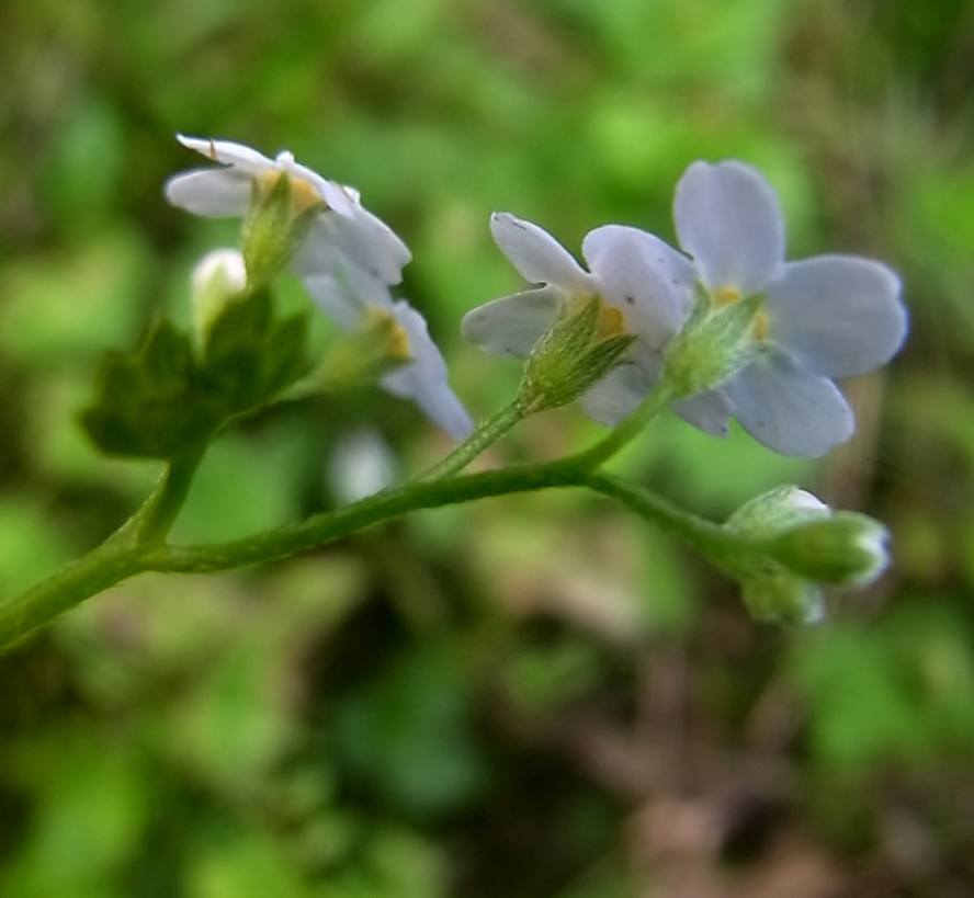 Изображение особи род Myosotis.