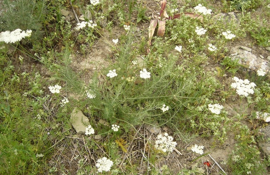 Изображение особи семейство Apiaceae.