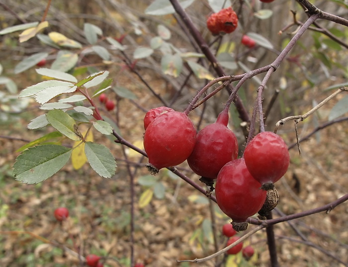 Image of Rosa glauca specimen.