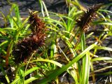 Carex kobomugi