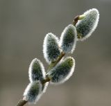 Salix caprea. Побег с распускающимися соцветиями. Московская обл., Раменский р-н, окрестности д, Хрипань, просека под ЛЭП. 21.04.2006.