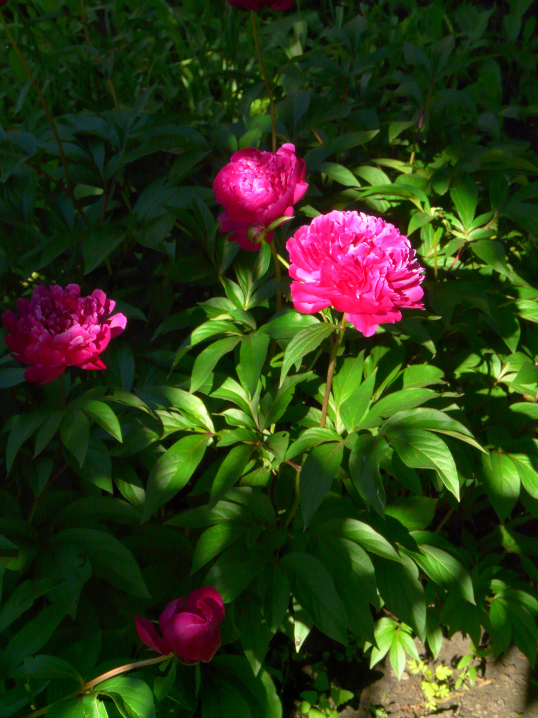 Image of Paeonia lactiflora specimen.