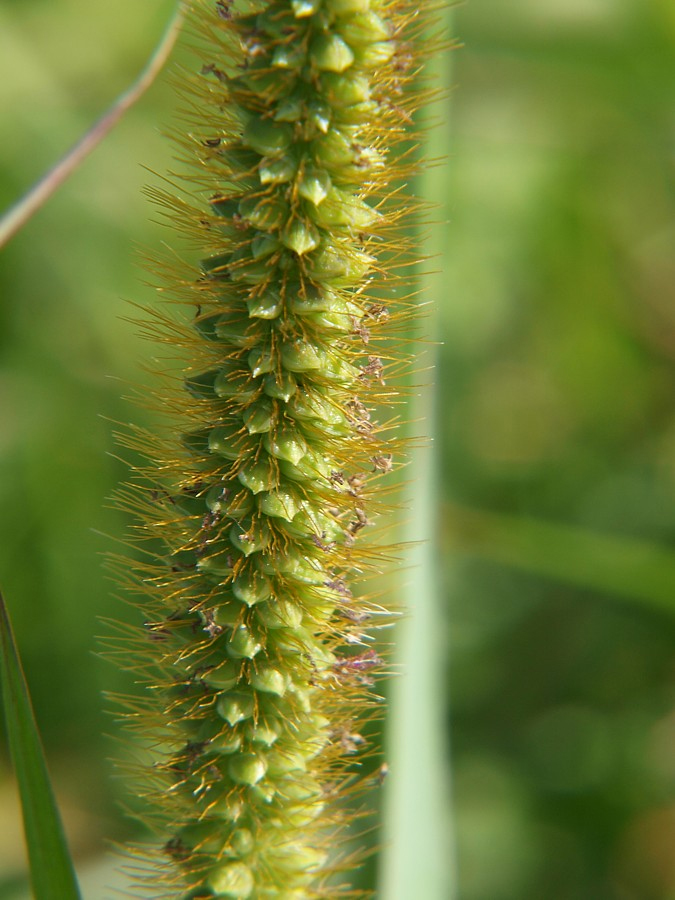 Image of Setaria pumila specimen.