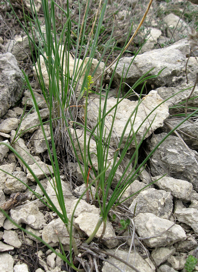 Image of Allium marschallianum specimen.