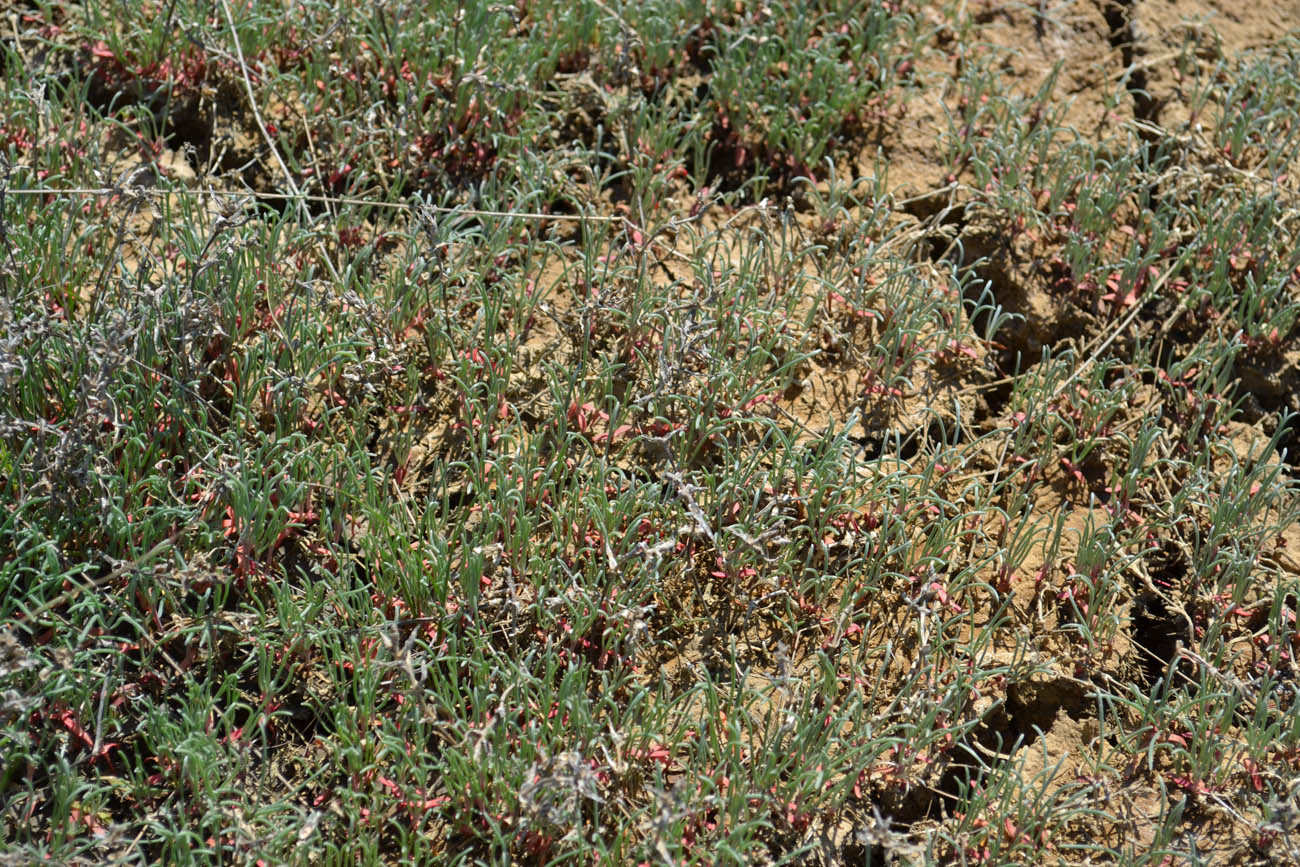 Image of Petrosimonia brachiata specimen.