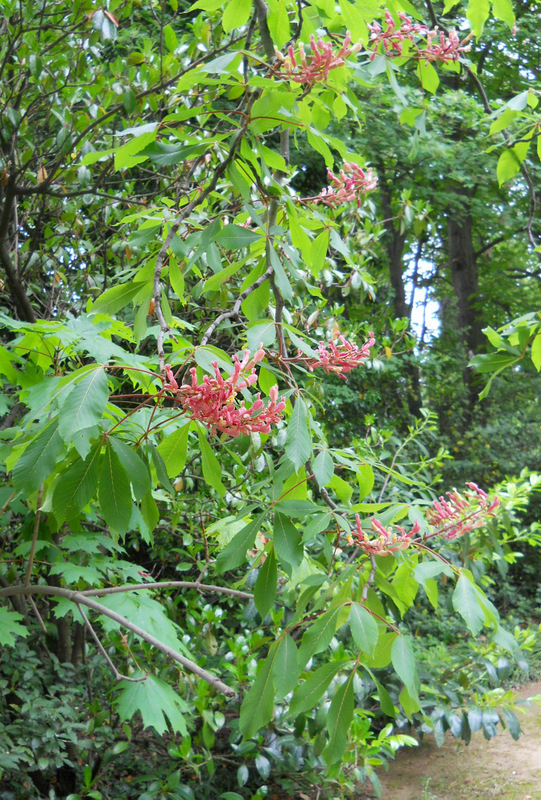 Изображение особи Aesculus pavia.