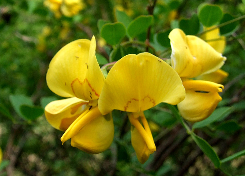 Image of Colutea armena specimen.