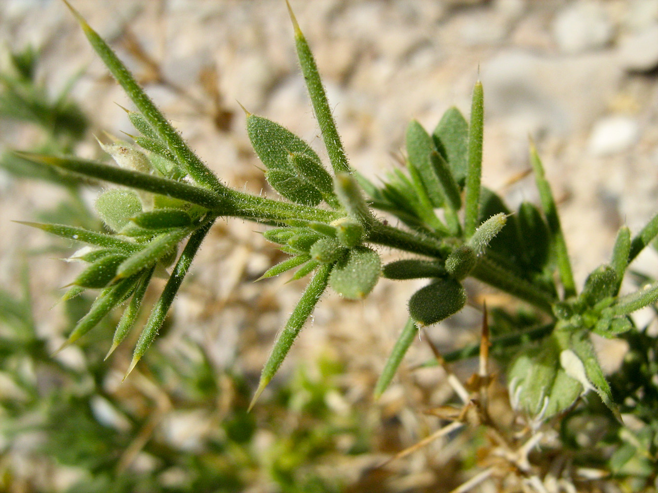 Изображение особи Fagonia arabica.