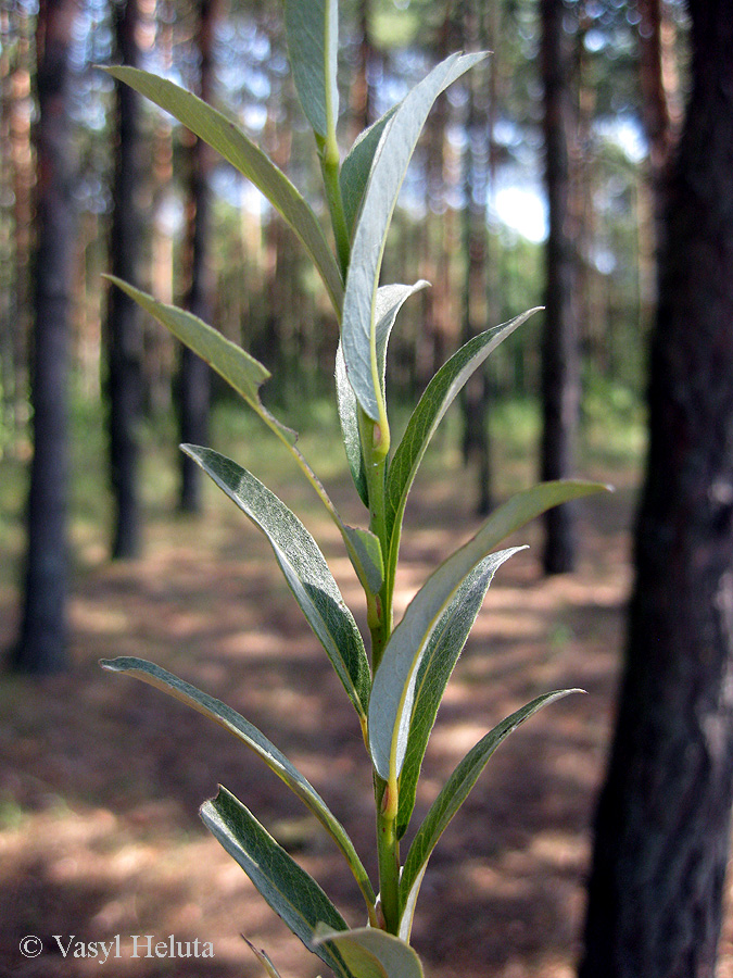 Image of Salix rosmarinifolia specimen.