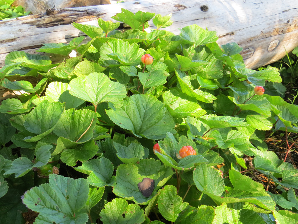 Image of Rubus chamaemorus specimen.