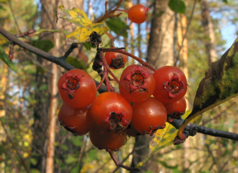 Image of Crataegus chlorocarpa specimen.