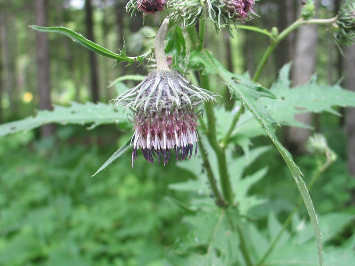 Image of Cirsium kamtschaticum specimen.