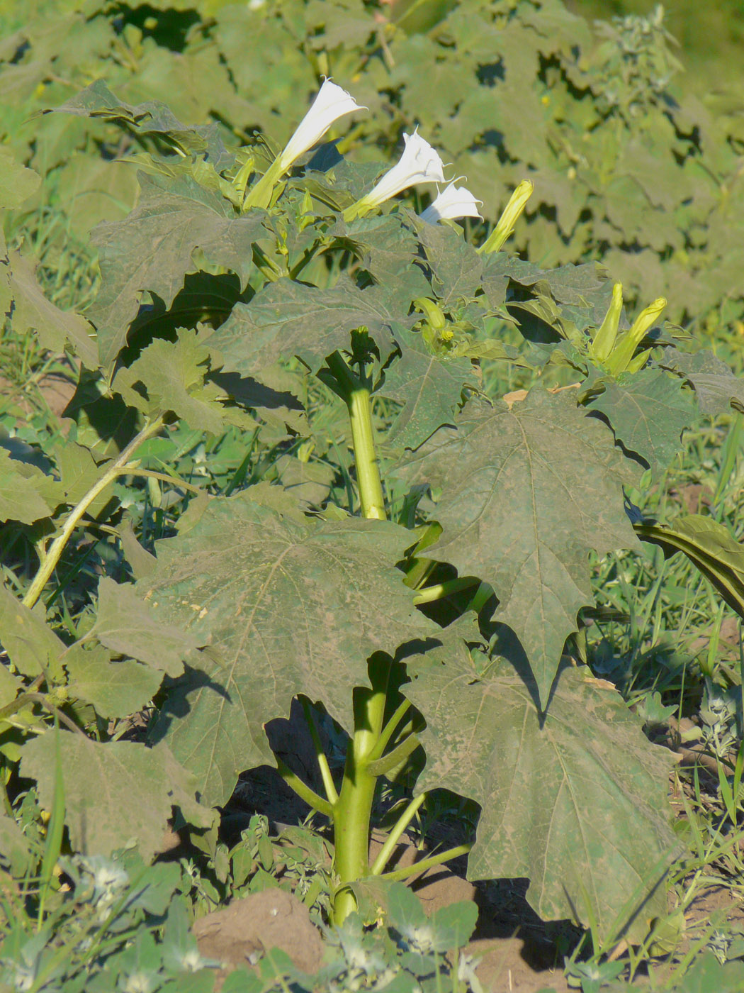 Image of Datura stramonium specimen.