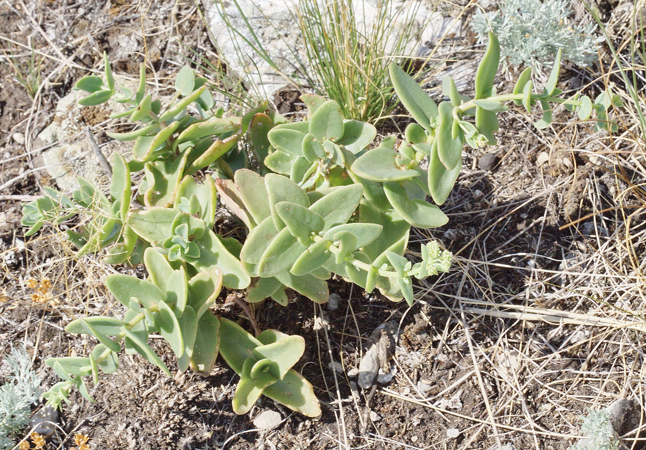 Image of Hylotelephium stepposum specimen.