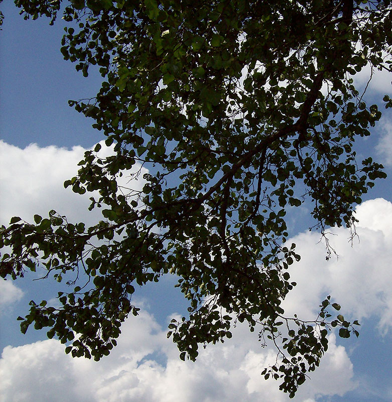 Image of Alnus glutinosa specimen.