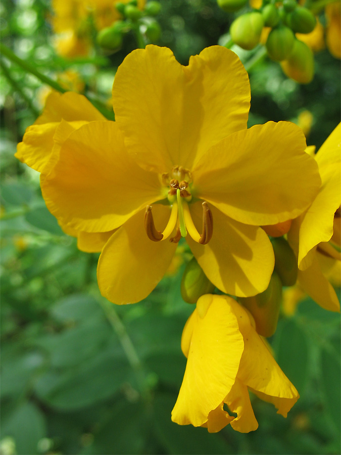 Image of Senna corymbosa specimen.