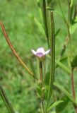 Epilobium adenocaulon. Цветок и плод. Украина, Хмельницкая обл., Красиловский р-н, с. Терешки, луг. 28.07.2010.