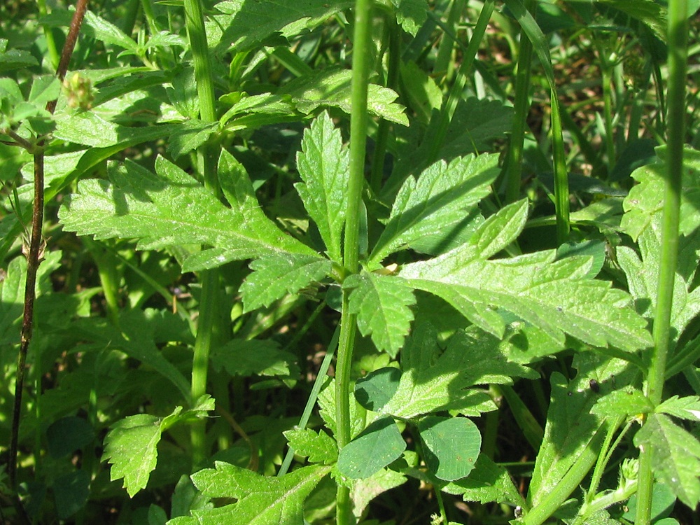 Image of Verbena officinalis specimen.